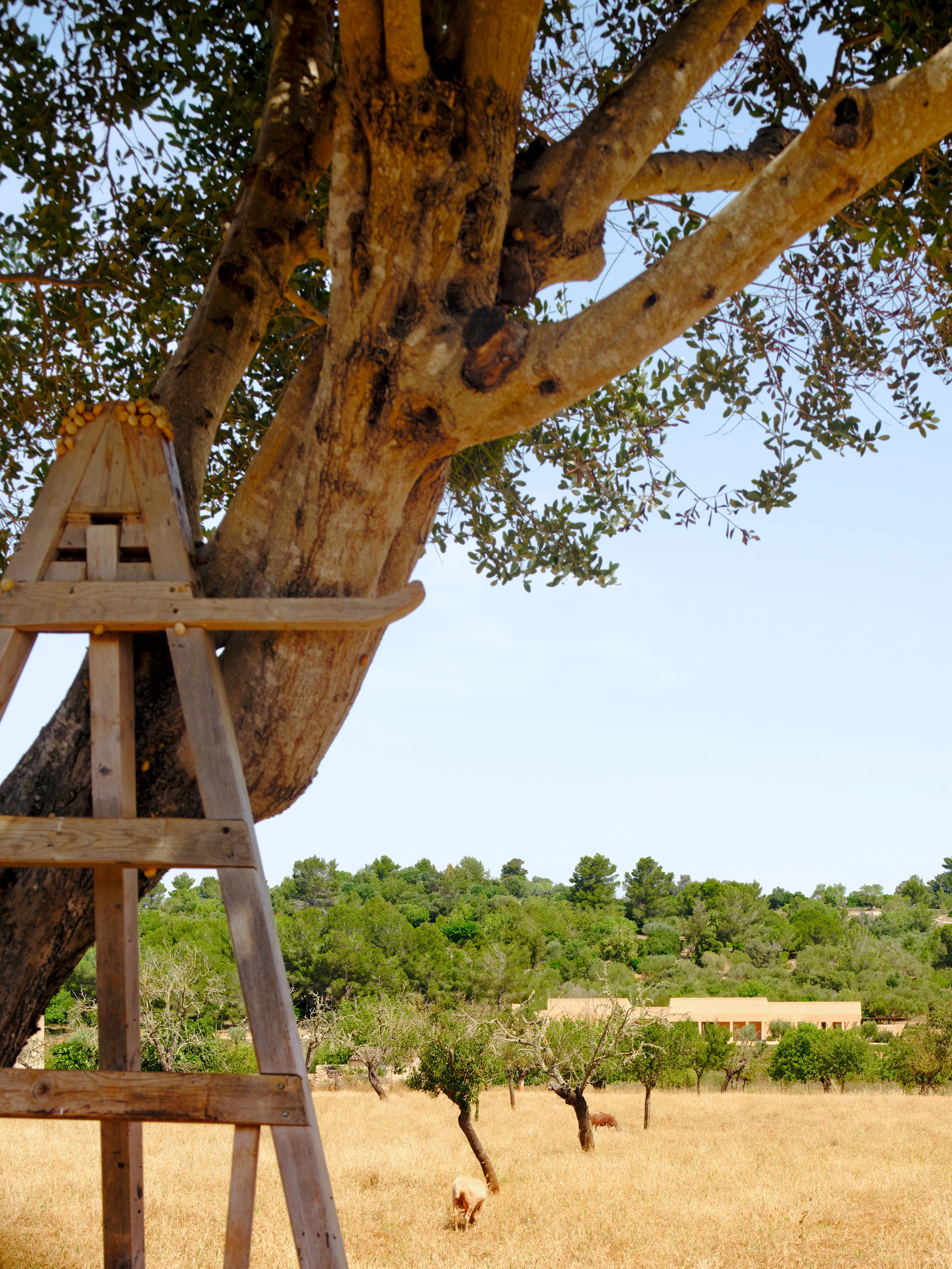 EL TACTE I L'ESTRUCTURA, LA CARN I LA PEDRA...